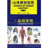 人体解剖挂图-运动系统（51张）